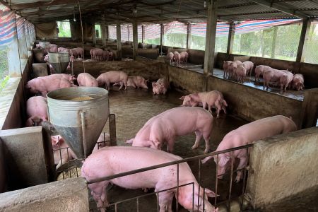 Giá heo hơi hôm nay 28/10: Xuất hiện mức thấp nhất 44.000 đồng/kg