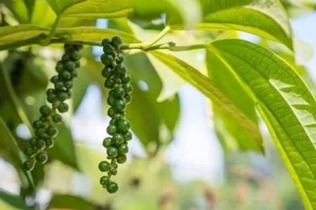 Giá tiêu hôm nay 28/10: Giảm 1.000 đồng/kg