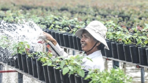 Người trồng hoa khu vực ĐBSCL tất bật phục vụ thị trường Tết