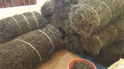 Việt Nam và Trung Quốc sắp ký trực tuyến Nghị định thư về xuất khẩu thạch đen