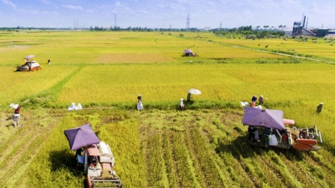 Ngành trồng trọt linh hoạt trong sản xuất để tránh tác động của dịch COVID-19.