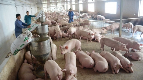 Giá heo hơi hôm nay 5/12: Giảm nhẹ ở một vài tỉnh thành