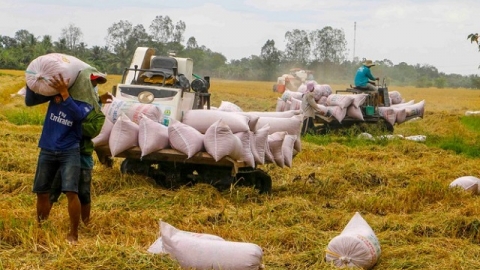 Việt Nam xuất khẩu hơn 6 triệu tấn gạo, giá trị hơn 3 tỷ USD