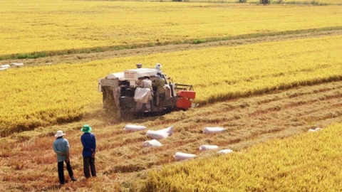 Nâng tầm giá trị hạt gạo Việt Nam trên thị trường quốc tế