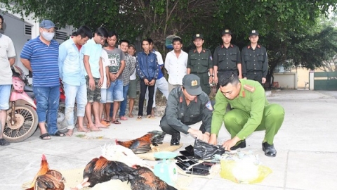 Trà Vinh: Lực lượng Công an bắt 25 đối tượng đá gà ăn tiền