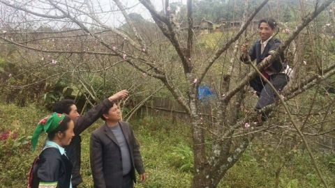 Sơn La: Dán tem đào trồng, phân biệt với đào rừng