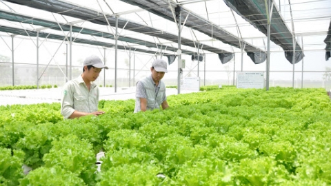 Hà Nội: Đẩy mạnh xây dựng chuỗi liên kết từ sản xuất đến tiêu thụ