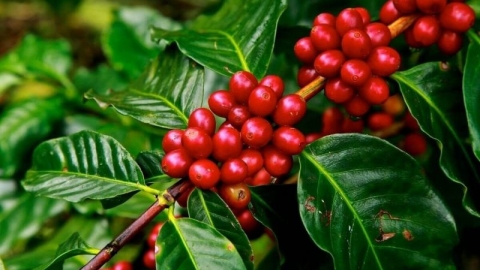 Giá cà phê hôm nay 14/1: Dao động trong khoảng 31.400 - 31.900 đồng/kg