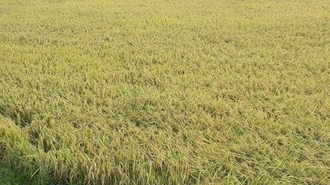 Giá lúa gạo ngày 17/1: Tiếp tục xu hướng đi ngang