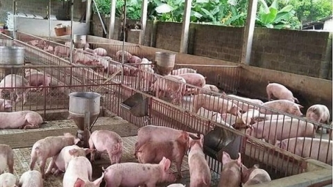 Giá heo hơi ngày 17/1: Dao động quanh mức 80.000 đồng/kg