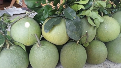 Cận Tết, bưởi da xanh xuống giá ở nhiều nơi
