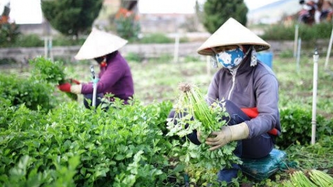 Lâm Đồng: Cung ứng 780.000 tấn rau cho thị trường Tết