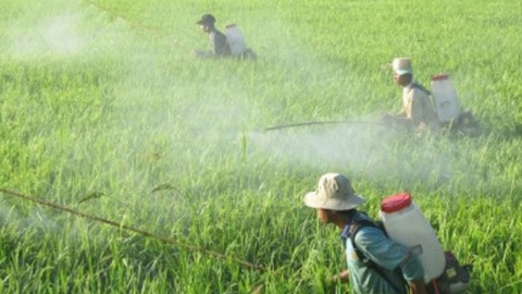 Hà Nội đã thử nghiệm 54 tiến bộ kỹ thuật giảm thiểu sử dụng thuốc bảo vệ thực vật