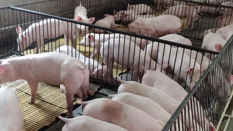 Giá heo hơi ngày 20/1: Duy trì đà tăng từ 1.000 - 2.000 đồng/kg ở nhiều địa phương