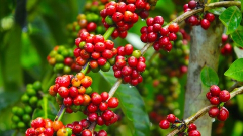 Giá cà phê ngày 21/1: Dao động trong khoảng 31.300 - 31.800 đồng/kg