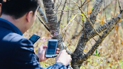 Truy xuất nguồn gốc cho cây đào: Bài toán kinh tế lâu dài của người dân Sơn La