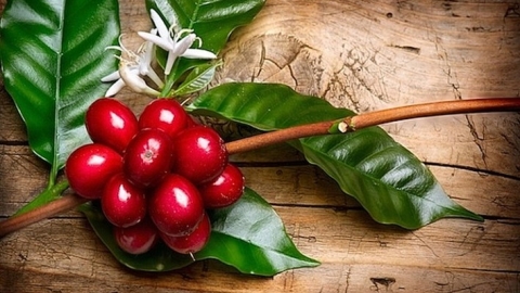 Giá cà phê ngày 23/1: Giảm tại các vùng trồng trọng điểm