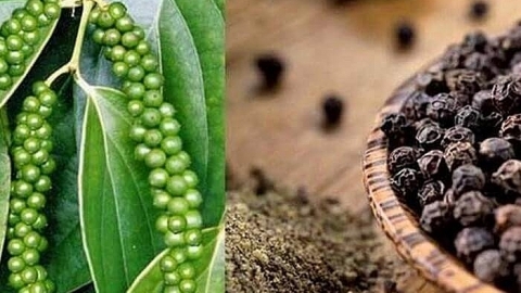 Giá tiêu ngày 23/1: Dao động trong khoảng 50.500 - 53.000 đồng/kg