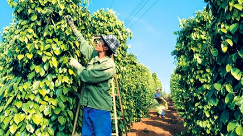 Giá tiêu ngày 24/1: Tăng rải rác ở một số địa phương