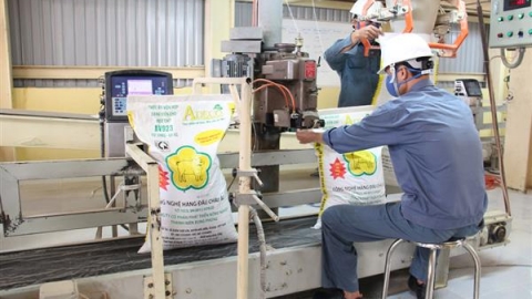 Năm 2020: Xuất khẩu thức ăn chăn nuôi đạt hơn 800 triệu USD