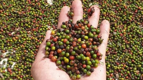 Giá hồ tiêu hôm nay 27/1: Thị trường trong nước Giá hồ tiêu