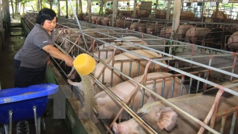Giá heo hơi hôm nay 27/1: Miền Bắc, miền Trung giảm, miền Nam tăng nhẹ