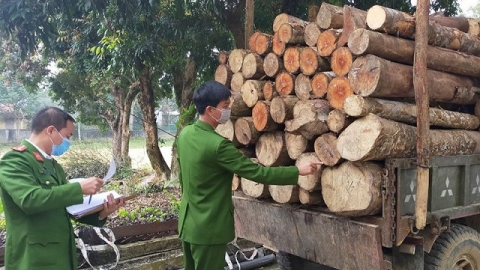 Thanh Hóa: Khởi tố vụ án khai thác, vận chuyển gỗ trái phép
