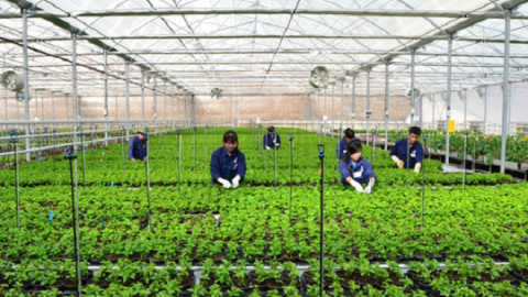 Lao động hết hạn hợp đồng có thể ở lại Hàn Quốc làm việc đến năm 2022