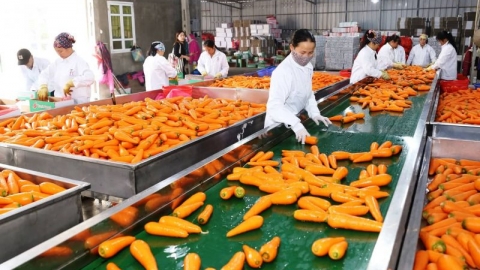 Hàn Quốc nhập khẩu cà rốt trở lại