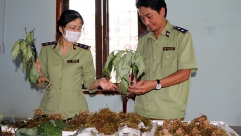 Phát hiện sâm Ngọc Linh giả từ phía Bắc đưa vào Kon Tum tiêu thụ