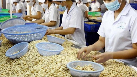 Xuất khẩu hạt điều 2 tháng đầu năm đạt 75.000 tấn