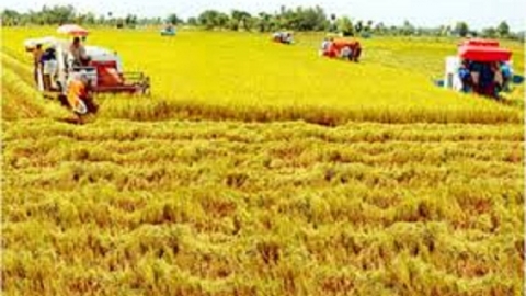 Gạo Việt Nam chinh phục những thị trường chất lượng cao