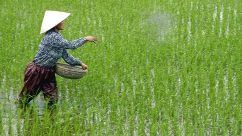 Đảm bảo cung ứng đầy đủ lượng phân bón cho nông dân