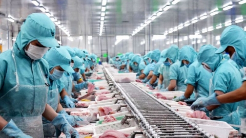 Nhiều lô hàng thủy sản xuất khẩu vi phạm chỉ tiêu dịch bệnh