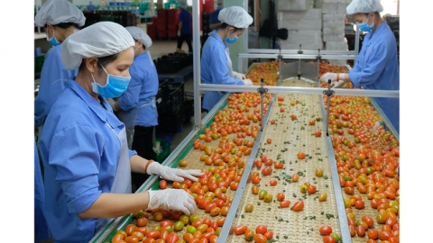 “Thị trường rau quả tươi Bắc Âu” - cuốn sách hữu ích cho doanh nghiệp