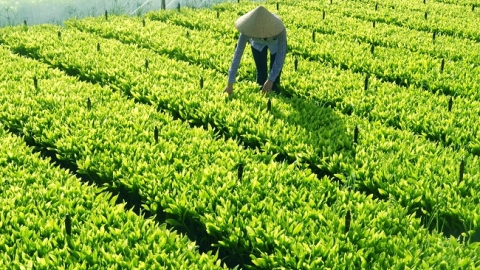 Ðiều kiện sản xuất, kinh doanh giống cây trồng lâm nghiệp