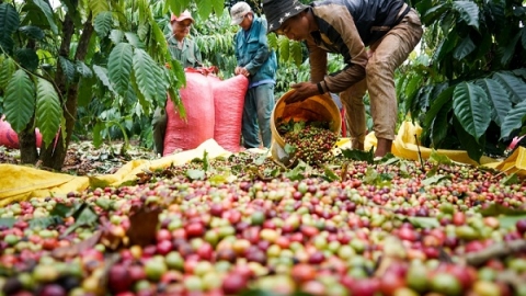 Giá cà phê ngày 7/4: Tăng nhẹ tại nhiều địa phương