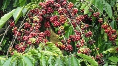 Giá cà phê ngày 8/4: Đồng loạt tăng nhẹ 100 đồng/kg