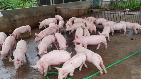 Giá heo hơi ngày 14/4: Giảm nhẹ 1.000 đồng/kg tại cả ba miền