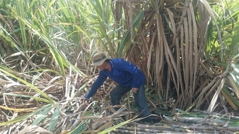Chuẩn bị tổ chức phiên tham vấn công khai điều tra chống bán phá giá đường mía Thái Lan