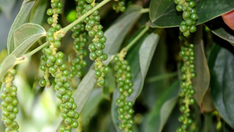 Giá tiêu ngày 14/4: Tiếp tục giảm 500 đồng/kg