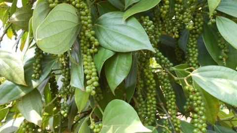 Giá tiêu hôm nay 15/4: Thấp nhất 69.000đ/kg