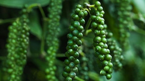 Giá tiêu ngày 17/4: Thế giới tăng sốc, trong nước giao dịch từ 66.000 - 71.500 đồng/kg