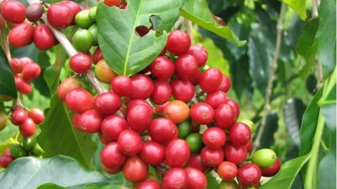 Giá cà phê ngày 18/4: Thị trường trong nước hướng tới mốc 33.000 đồng/kg