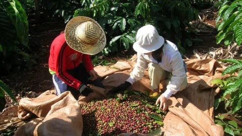 Giá cà phê hôm nay 19/4: thị trường trong nước tăng nhẹ