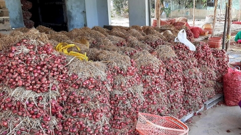 Sóc Trăng: Chủ tịch UBND tỉnh kêu gọi cán bộ, công chức chung tay tiêu thụ giải cứu hành tím