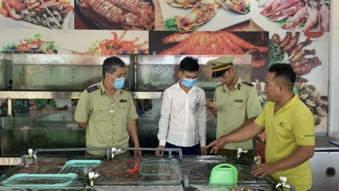 Khánh Hòa: Kiểm tra, xác minh thông tin nhà hàng bị tố chặt chém, bán 1,8 triệu/kg ốc hương ở Nha Trang
