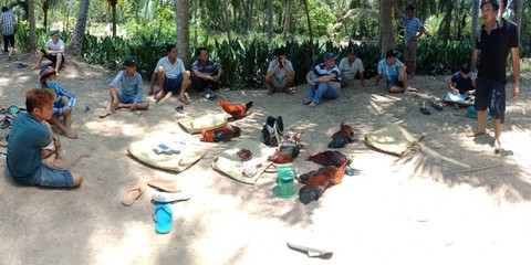Bến Tre: Bắt quả tang 12 đối tượng đá gà ăn thua bằng tiền
