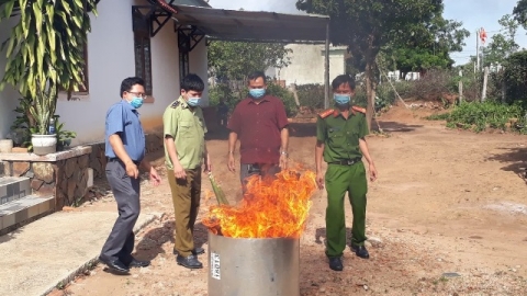 Kon Tum: Tiêu huỷ lá và củ giả sâm Ngọc Linh