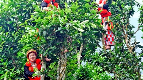 Bảo hộ chỉ dẫn địa lý “Na Hang” cho sản phẩm chè Shan tuyết